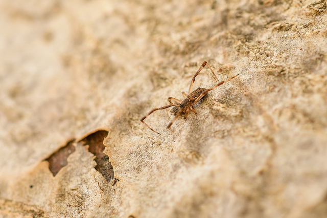 Episinus angulatus