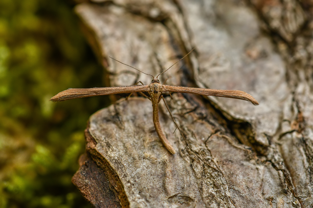 Pterophoridae - tollasmolyfélék
