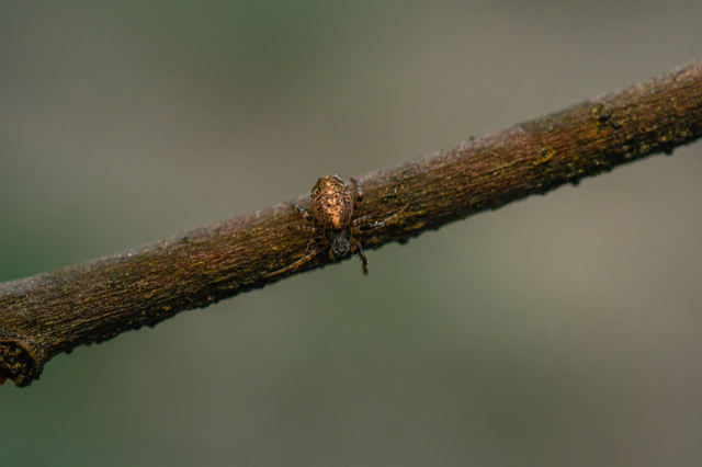 Cercidia prominens - pajzsos keresztespók