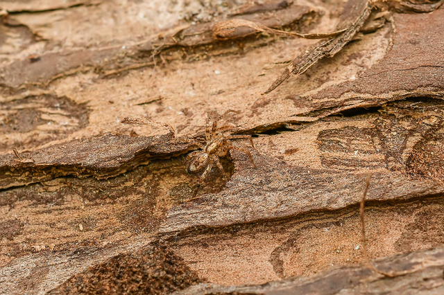 Anyphaena accentuata - jegyespók