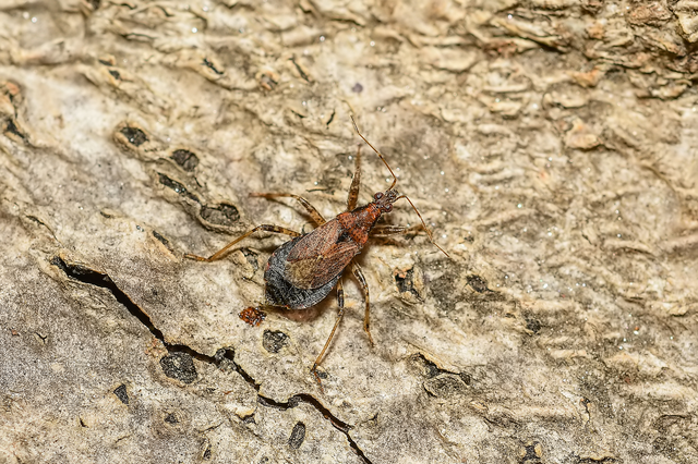Himacerus mirmicoides - csalán-tolvajpoloska