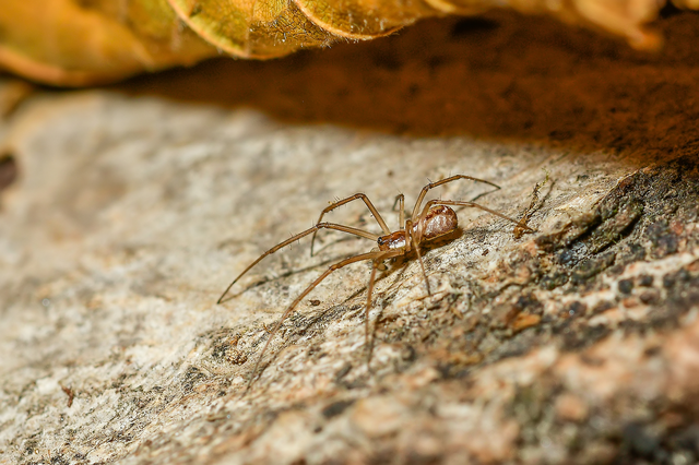 Neriene radiata - szegélyes vitorláspók