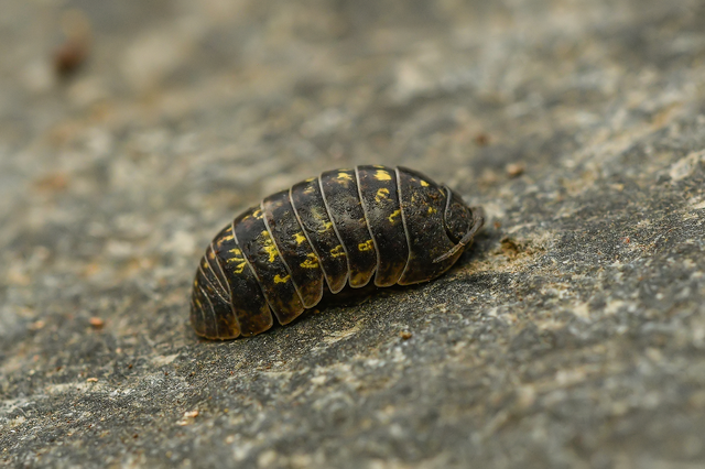 Armadillidium