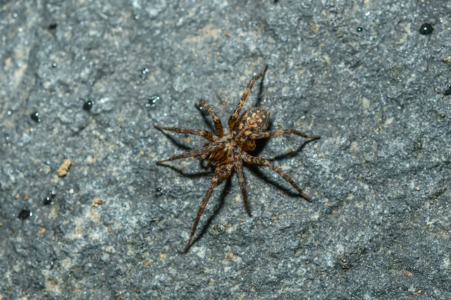 Tegenaria ferruginea - hegyi zugpók