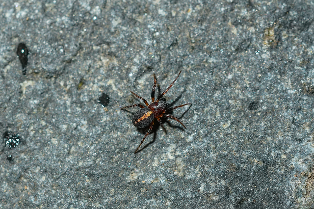 Cercidia prominens - pajzsos keresztespók