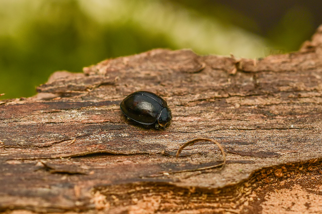 Oenopia impustulata - fekete katica