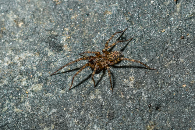 Tegenaria ferruginea - hegyi zugpók