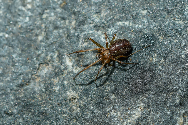 Linyphia triangularis - háromszöges vitorláspók