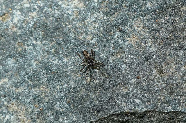 Cyclosa oculata - mediterrán csúcsos-keresztespók