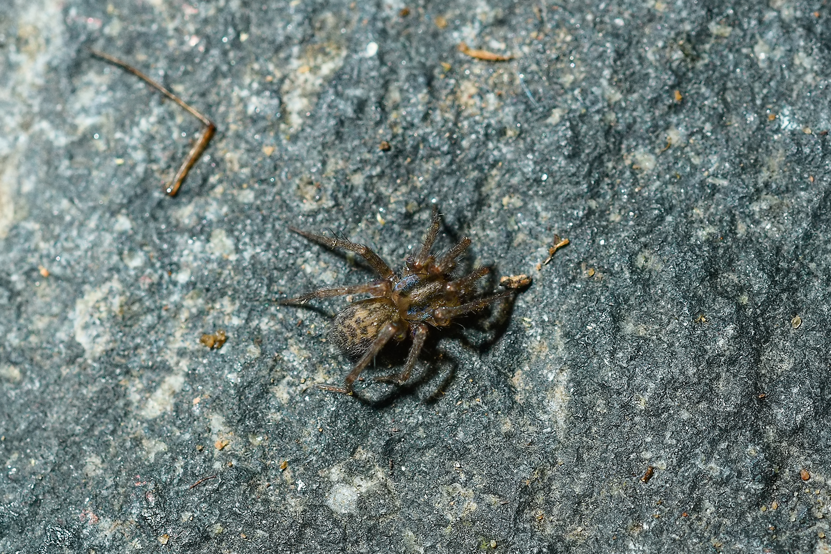 Apostenus fuscus