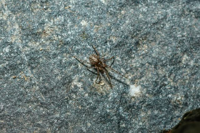 Theridion