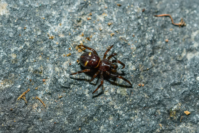 Asagena phalerata/meridionalis