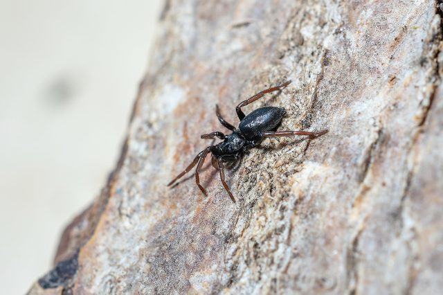 Trachyzelotes pedestris - vöröslábú gyászpók