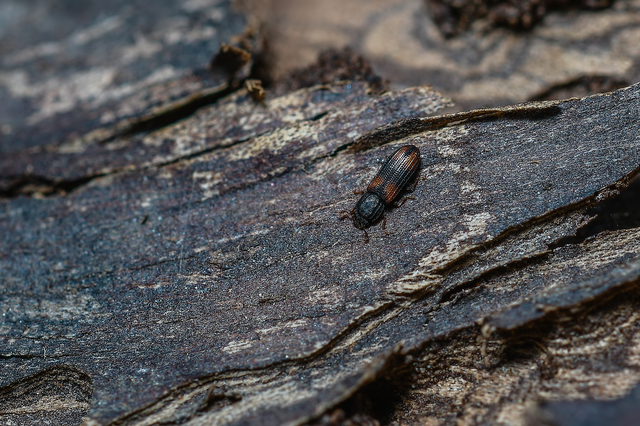 Bitoma crenata - szalagos héjbogár