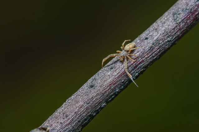 Uloborus plumipes - pamatoslábú derespók