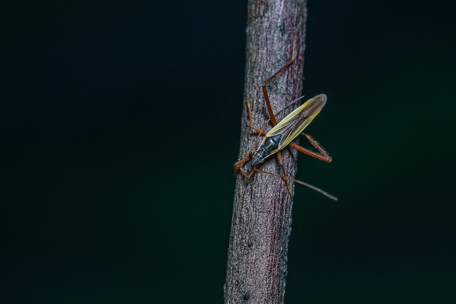 Notostira