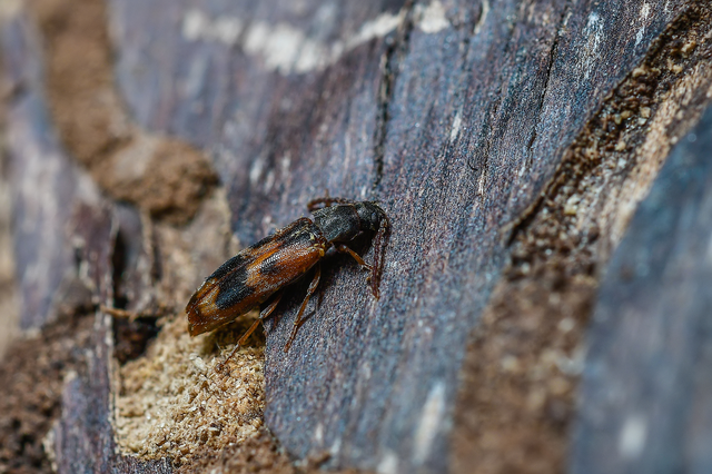 Hypulus quercinus - tölgy-komorka Hypulus quercinus - tölgy-komorka