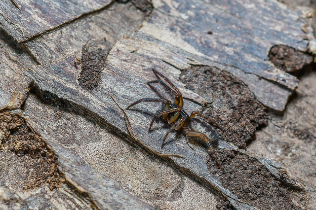 Segestria senoculata - közönséges darócpók