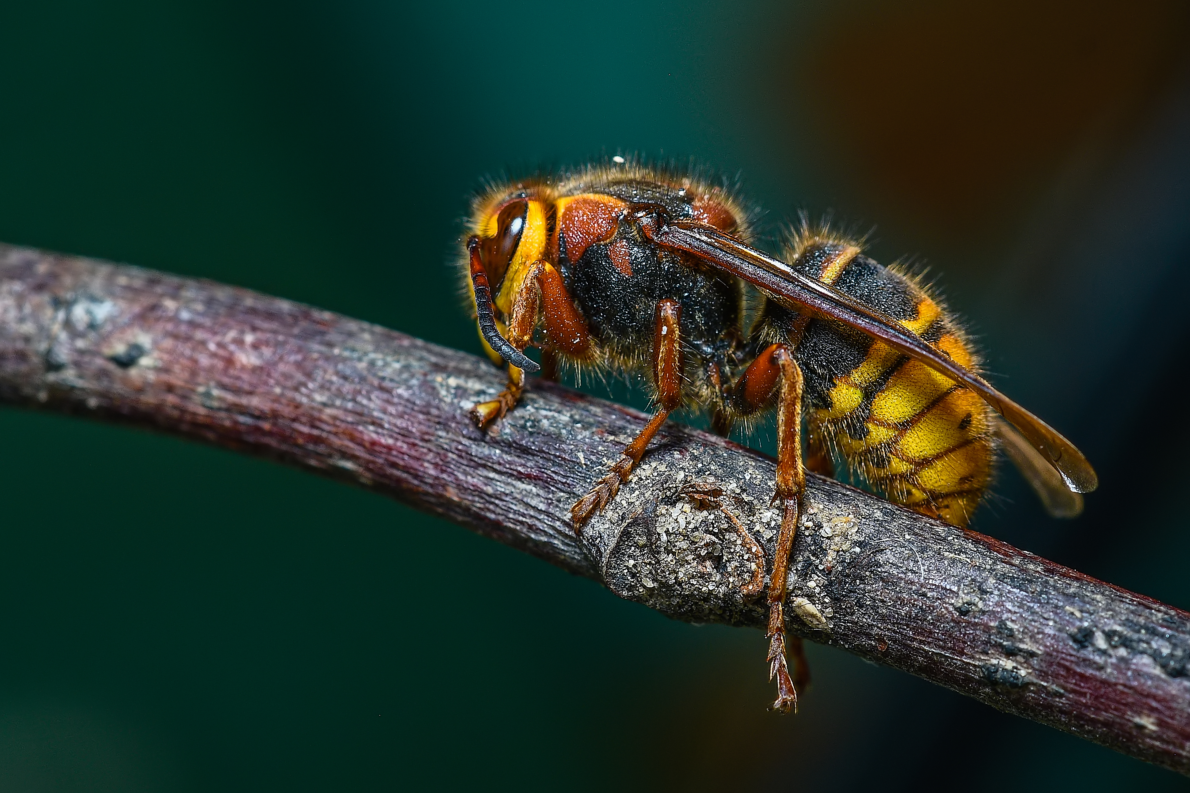 Dolichovespula media - szögletesfejű darázs