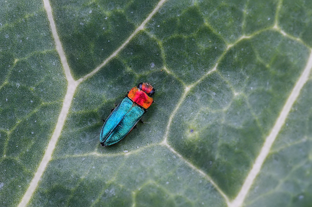 Anthaxia nitidula - ragyogó virágdíszbogár