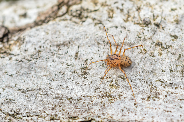 Scytodes thoracica - közönséges csupaszpók