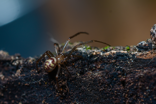 Steatoda grossa - nagy faggyúpók