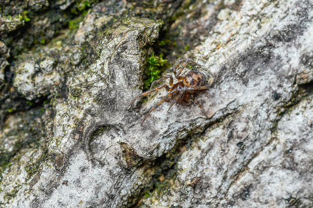 Steatoda triangulosa - háromszöges faggyúpók