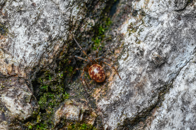 Steatoda triangulosa - háromszöges faggyúpók