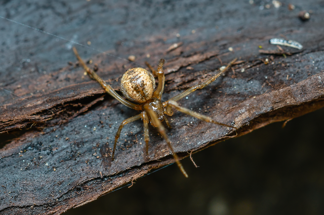 Parasteatoda tepidariorum - üvegházi törpepók