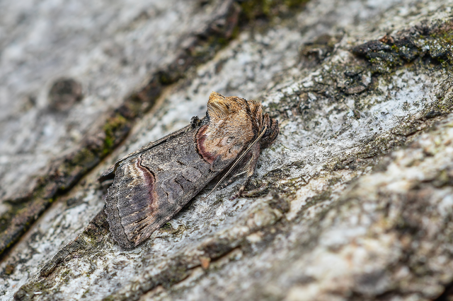 Abrostola triplasia - közönséges csalánbagoly