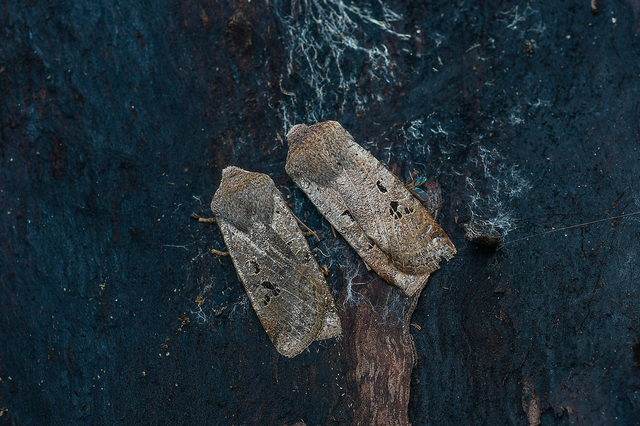 Conistra rubiginosa - szürke télibagoly