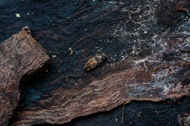 Drasterius bimaculatus - változékony pattanó