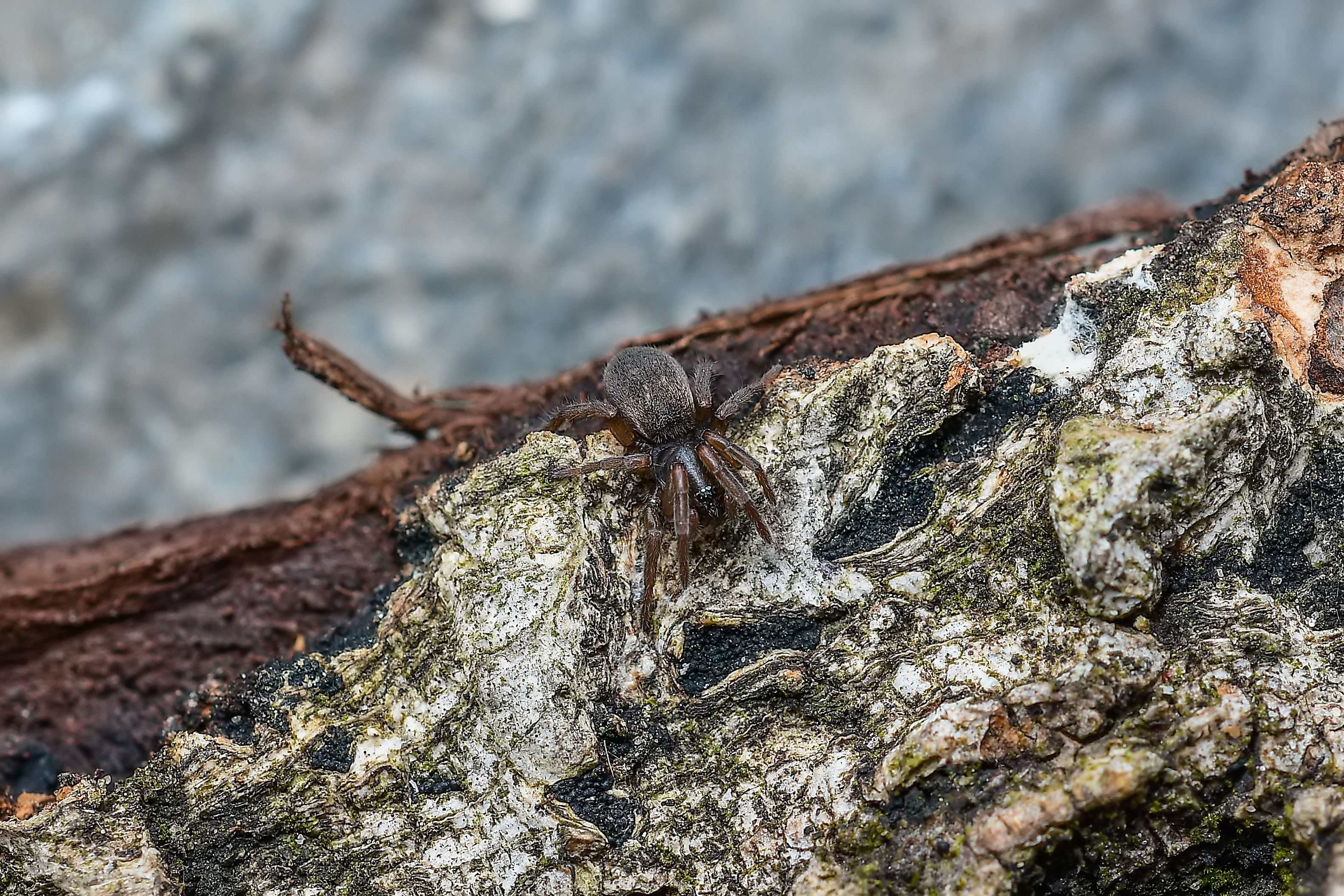 Haplodrassus dalmatensis