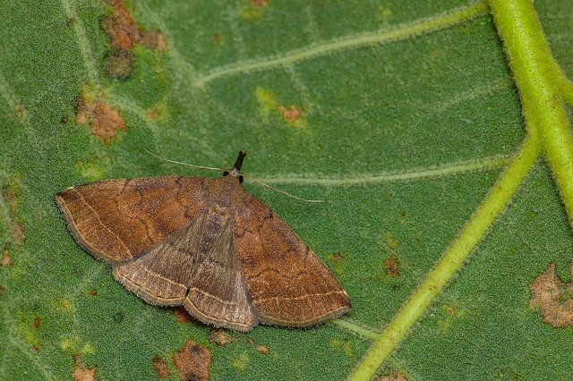 Pechipogo plumigeralis - tollascsápú karcsúbagoly