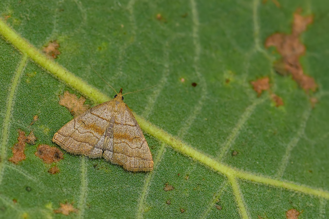 Herminia tarsicrinalis - szőröslábú karcsúbagoly