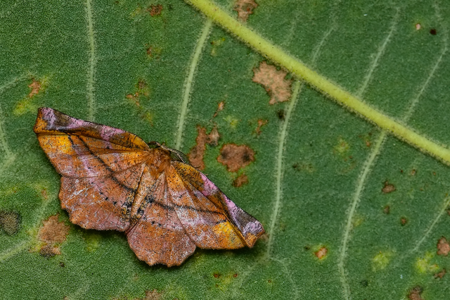 Apeira syringaria - orgona-araszoló