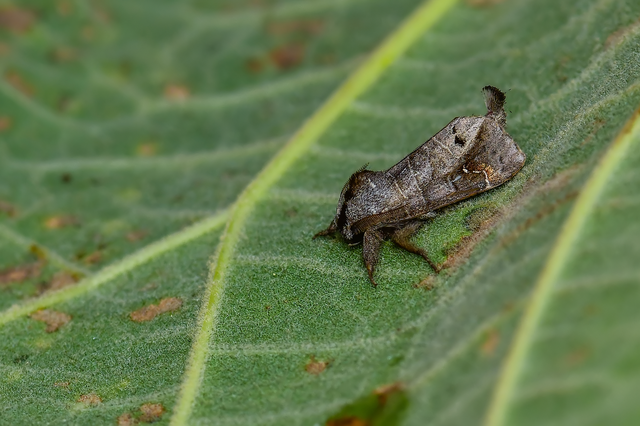 Clostera anachoreta - tarka levélszövő