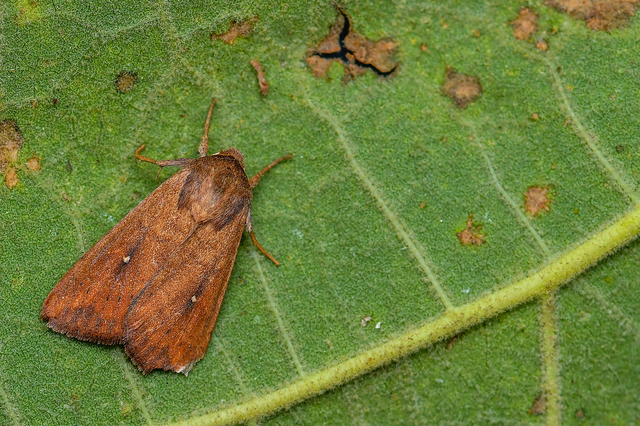 Mythimna albipuncta - fehérpettyes rétibagoly