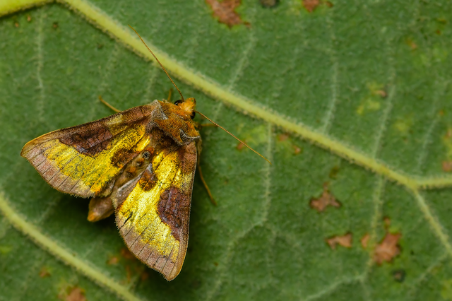 Diachrysia chrysitis - aranybagoly