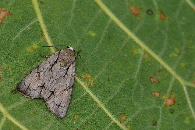 Acronicta cuspis/tridens/psi