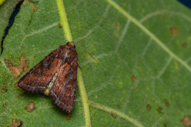 Lacanobia oleracea - saláta-kertibagoly