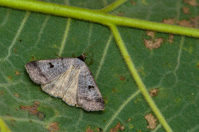 Lygephila pastinum - közönséges csüdfűbagoly