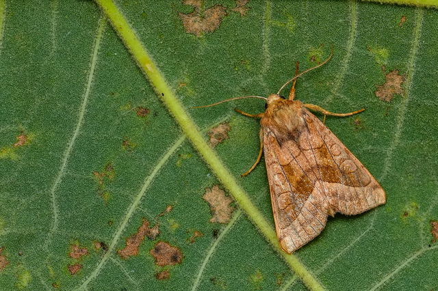 Hydraecia micacea - csillogó acsalapubagoly