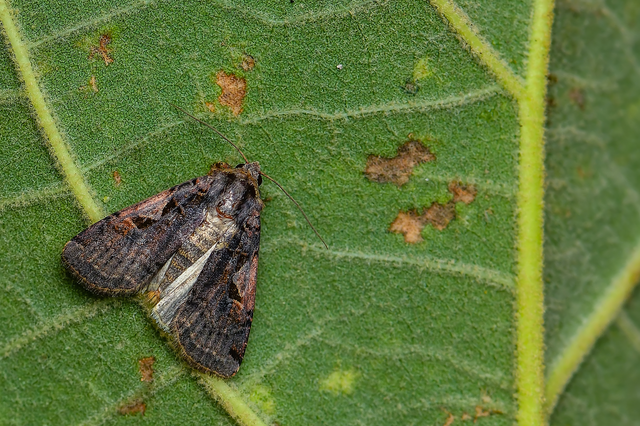 Xestia c-nigrum - c-betűs fűbagoly