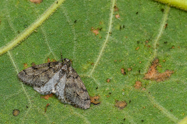 Tephronia sepiaria/Eumannia lepraria