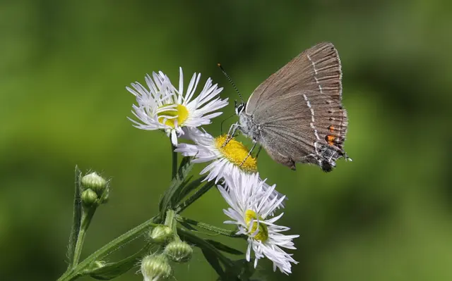 Satyrium spini - kökény-csücsköslepke