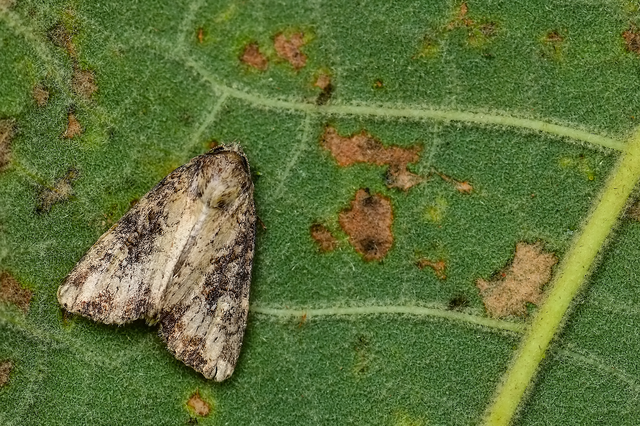 Mesapamea secalella/secalis