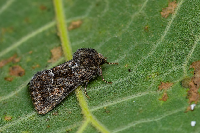 Thalpophila matura - fakó erdeibagoly