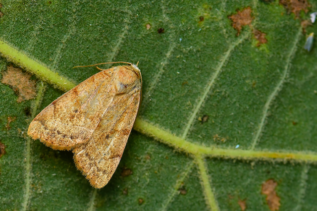 Cosmia trapezina - közönséges lombbagoly