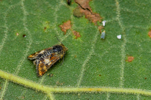 Schinia cardui - keserűgyökér-nappalibagoly